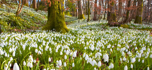 Hóvirágtúra az Alcsúti Arborétumban