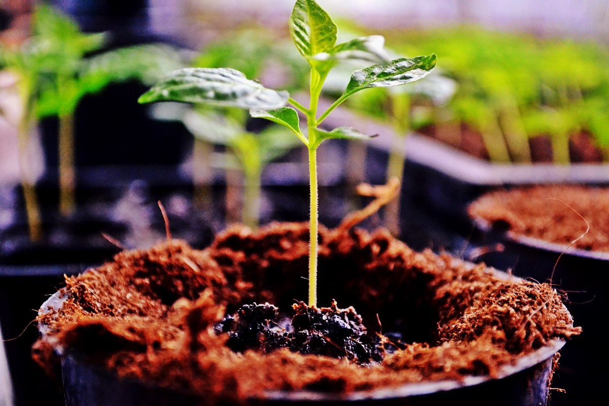 Palántavásár 2018