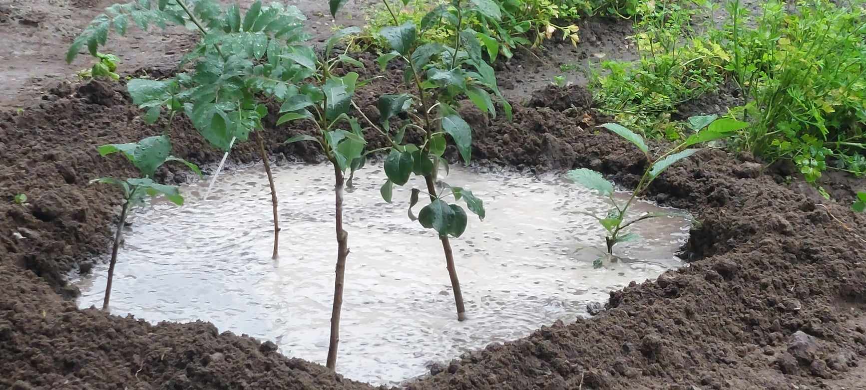 TreeDependent-Fákkal